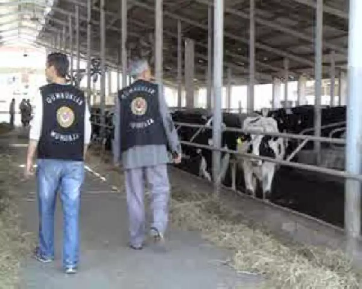 Gebe İnek Operasyonu