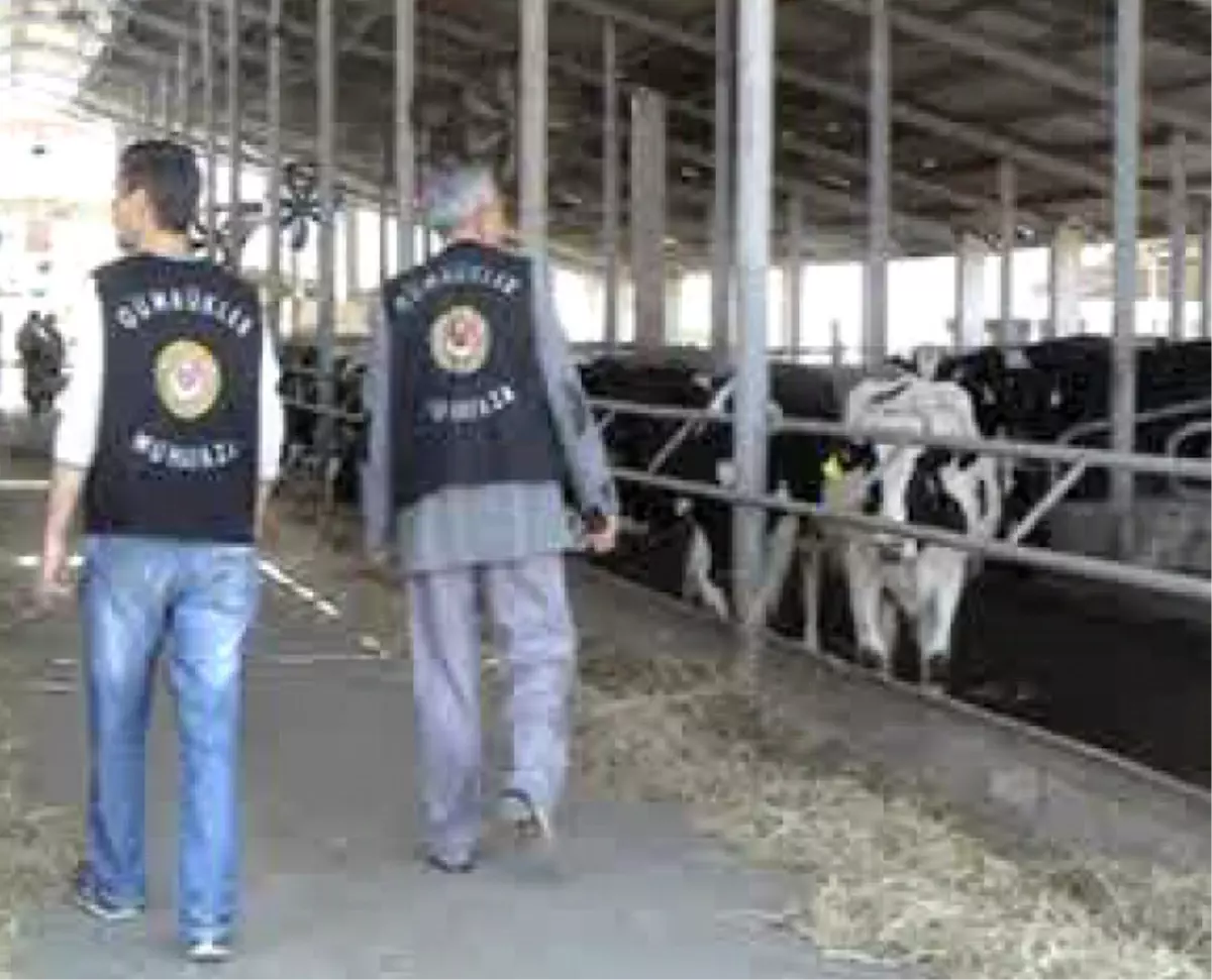 "Gebe İnek" Operasyonu