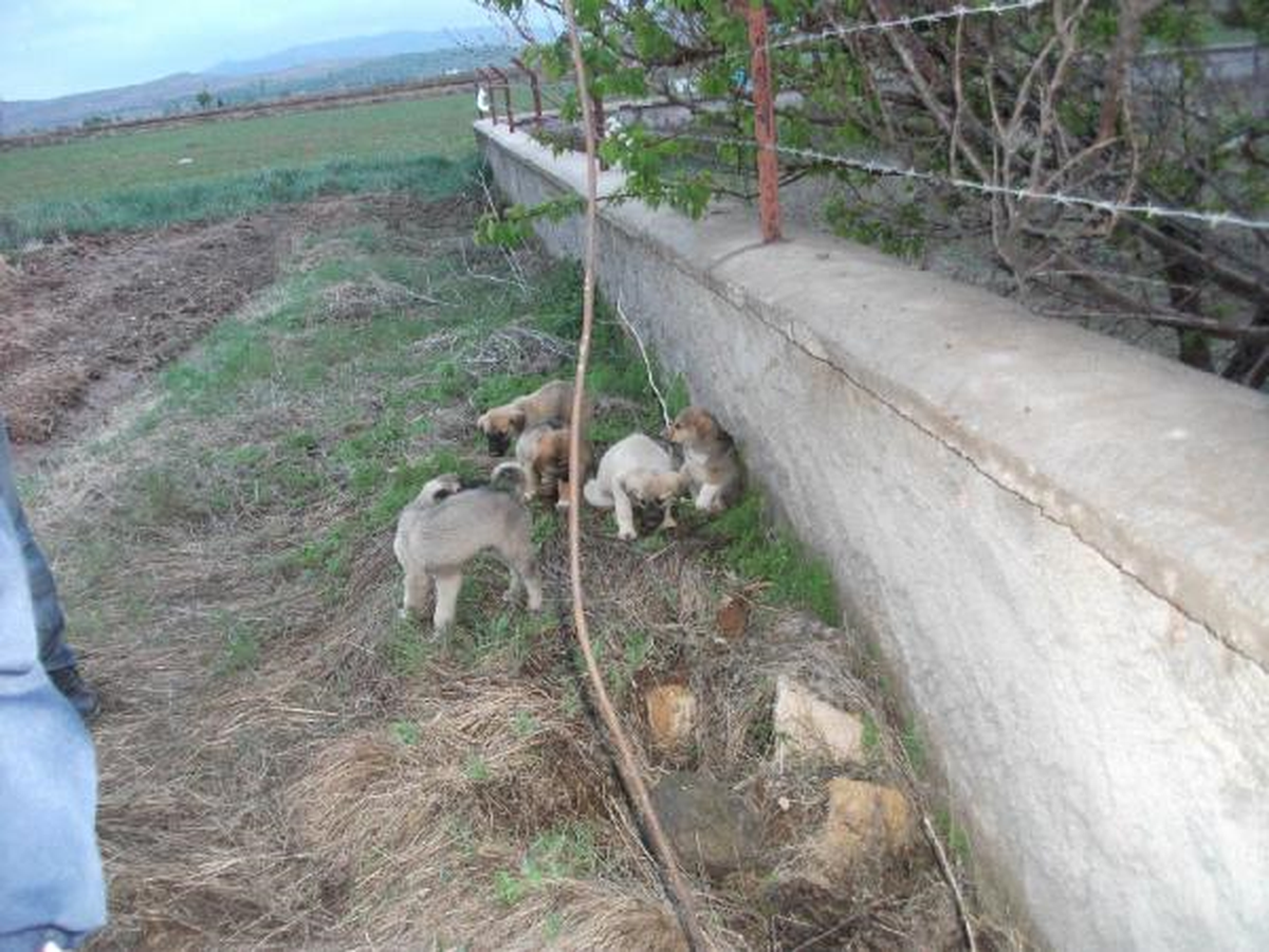 Kuyuya Düşen 7 Köpek ve 1 Kaplumbağayı İtfaiye Ekibi Kurtardı