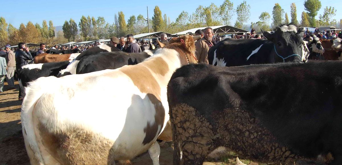 Simav\'da Şap Karantinası