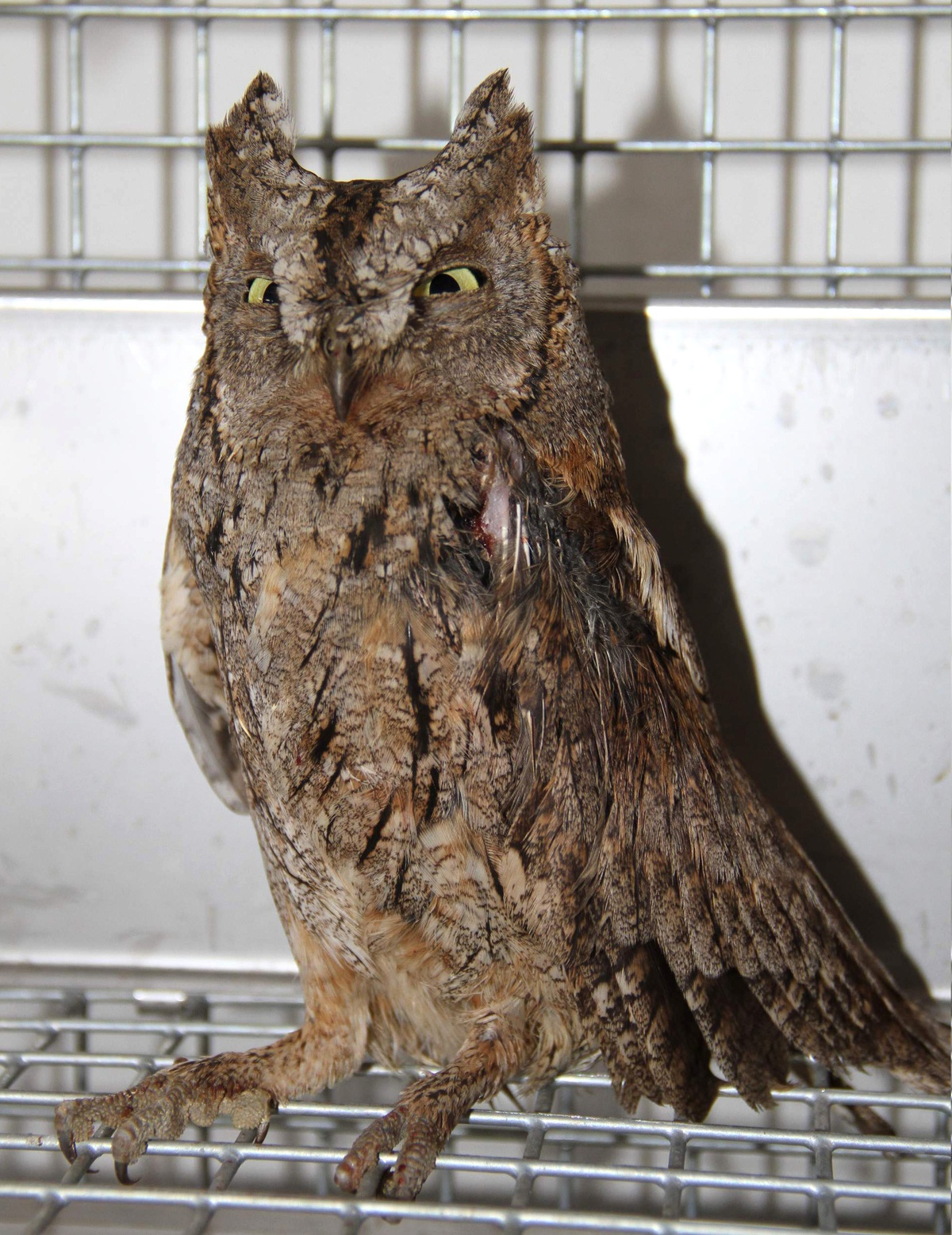 Yaralı Baykuşa \'Lokman Hekim\' Şefkati