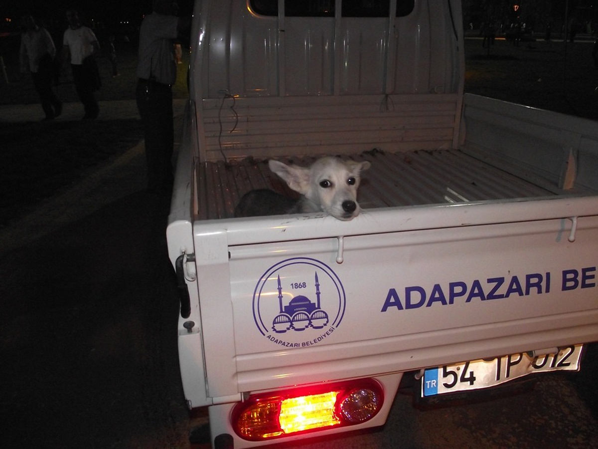 Yaralı Köpeğe Belediye Sahip Çıktı