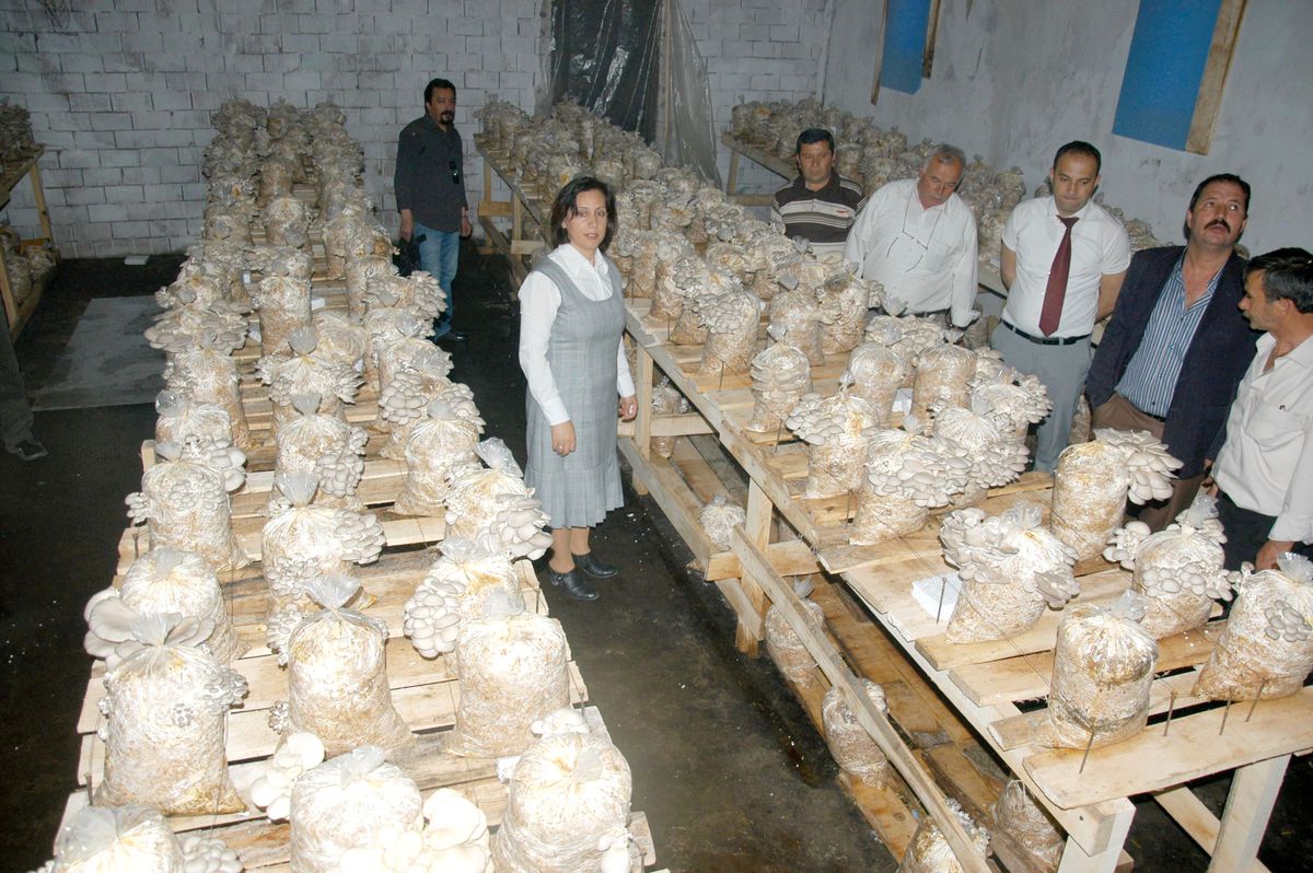 Beyaz Altın 'Kayın Mantarı'