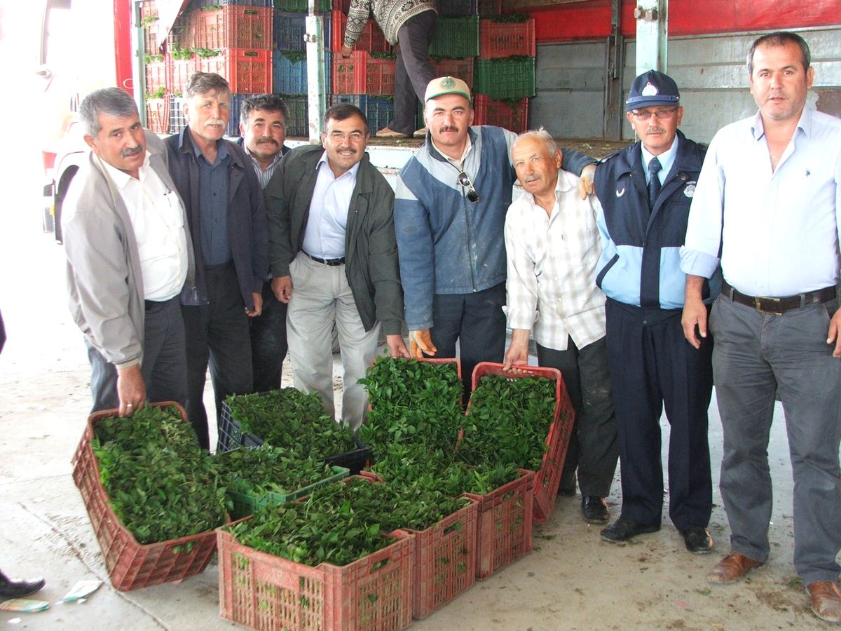 Çiftçiye 150 Bin Sebze Fidesi