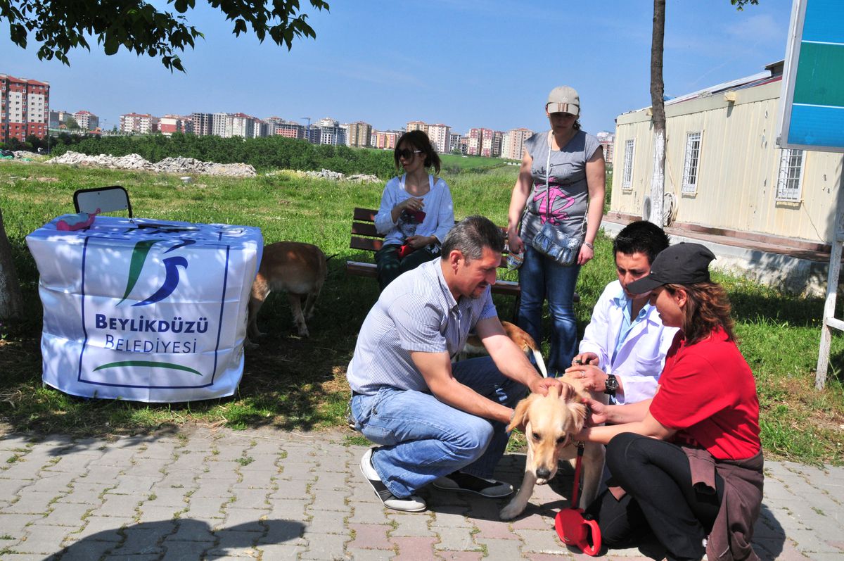 İlçedeki Tüm Köpeklere Mikroçip Takıyor