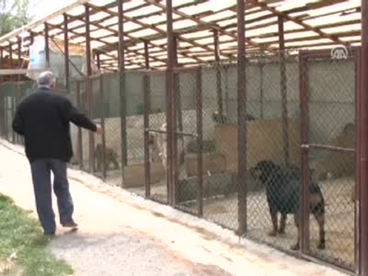 Kastamonu'dan Köpek İhracatı