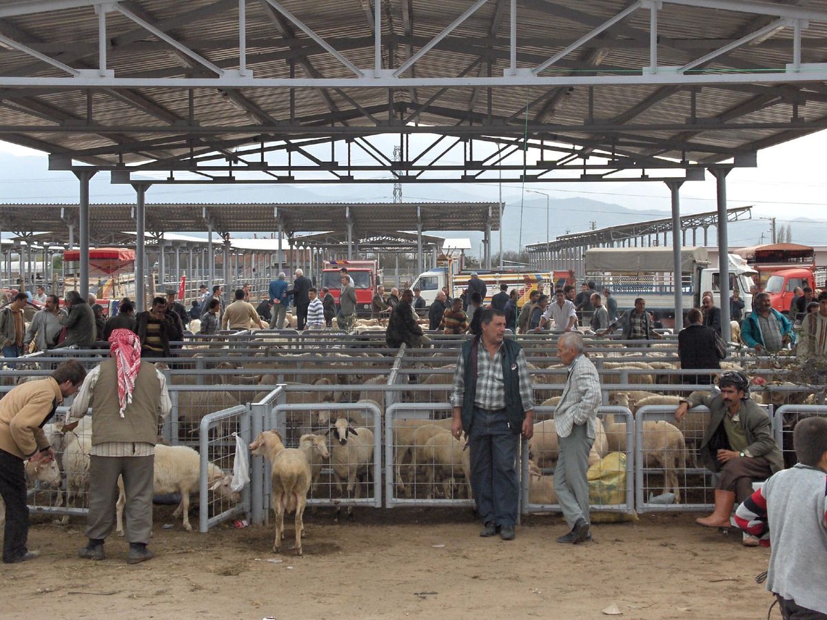 Şap Hastalığı Söndü Karantina Kalktı