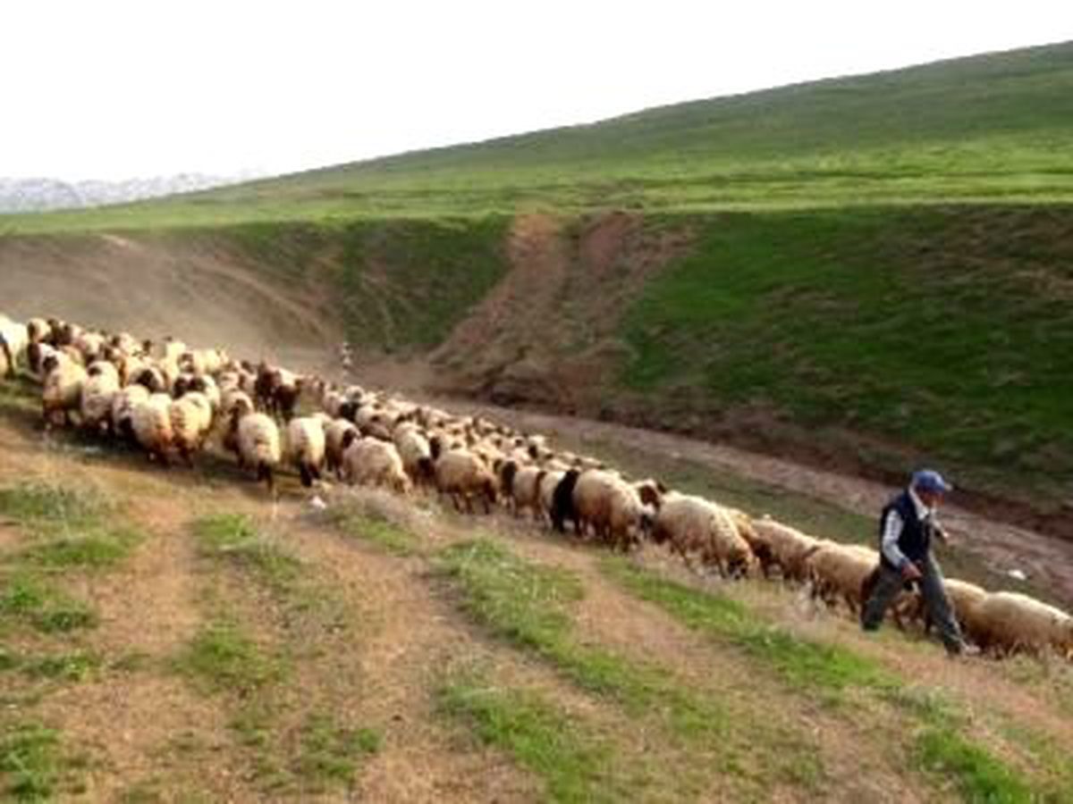 15 Bin Liraya Çoban Aranıyor