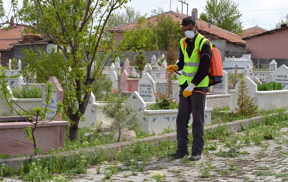Alaca Belediyesi\'nden Yabani Otla Mücadele