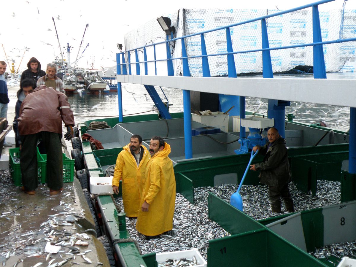 Balık Varlığını Kurtaracak Proje Hayata Geçiyor