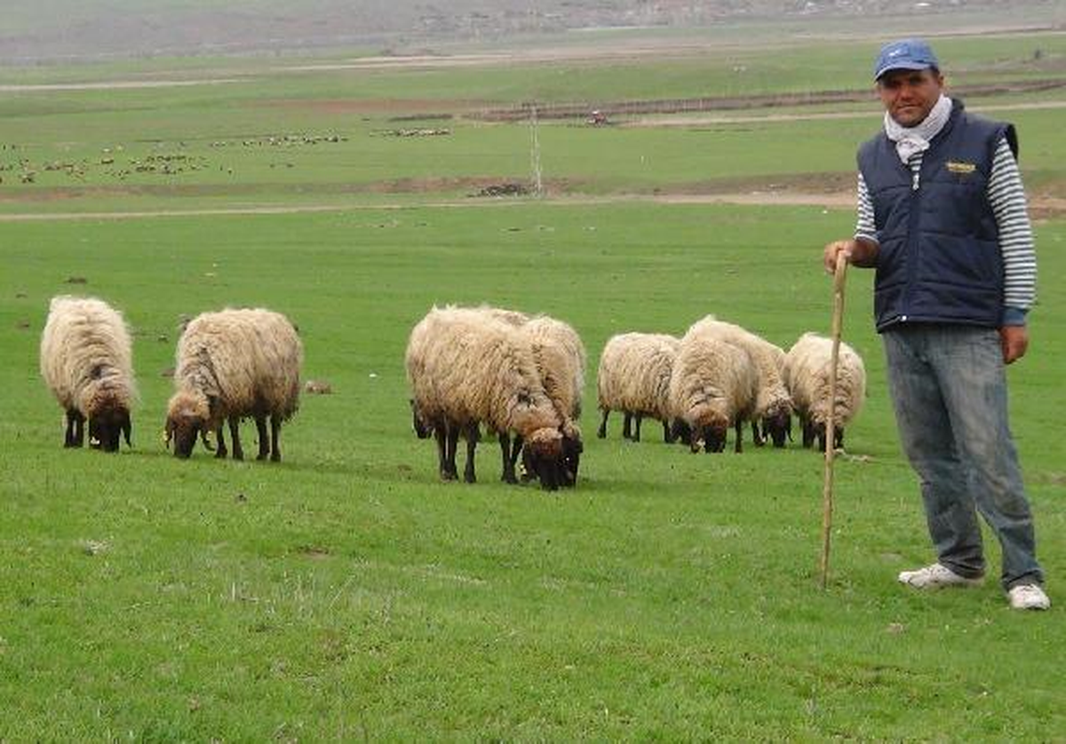 Güroymak\'ta Köylüler 15 Bin Liraya Çoban Arıyor