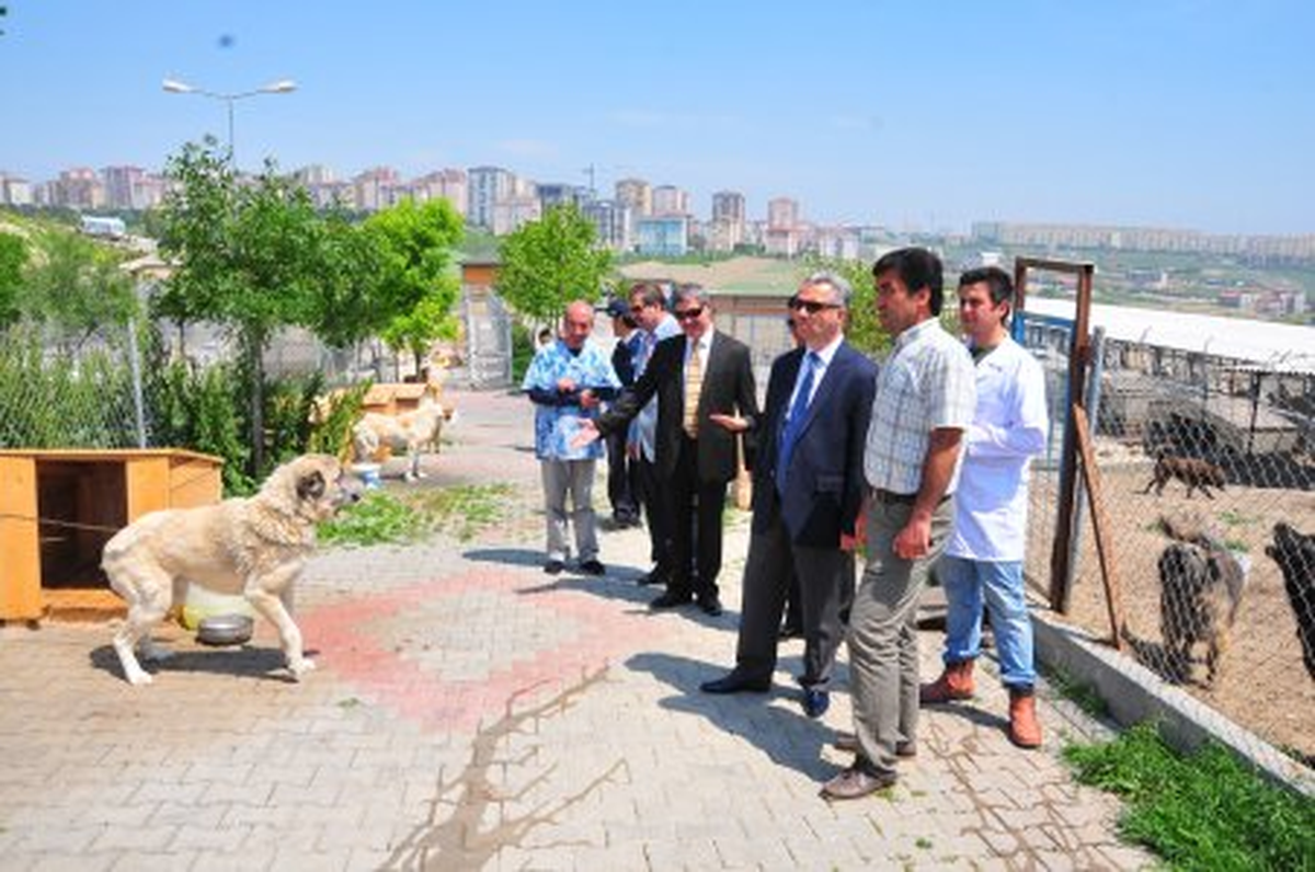 Hayvanseverlerden Başkan Uzun\'a Övgü!