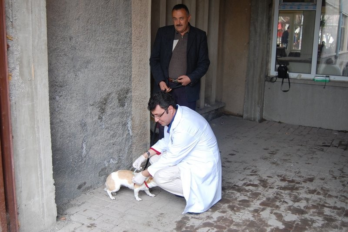 Nevşehir\'de Kuduz Aşılama Kampanyası Sona Erdi