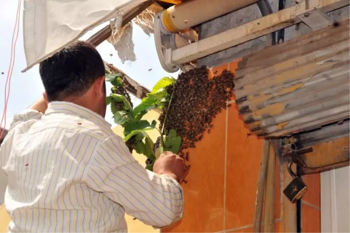 Oğul Veren Arıları Dut Dalıyla Topladı