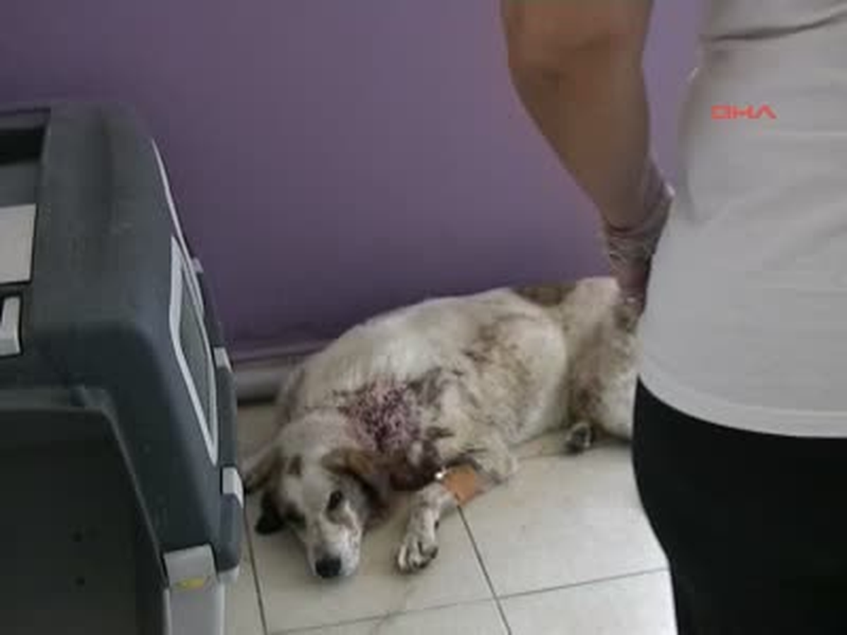 Benekli, Av Tüfeğiyle Vuruldu