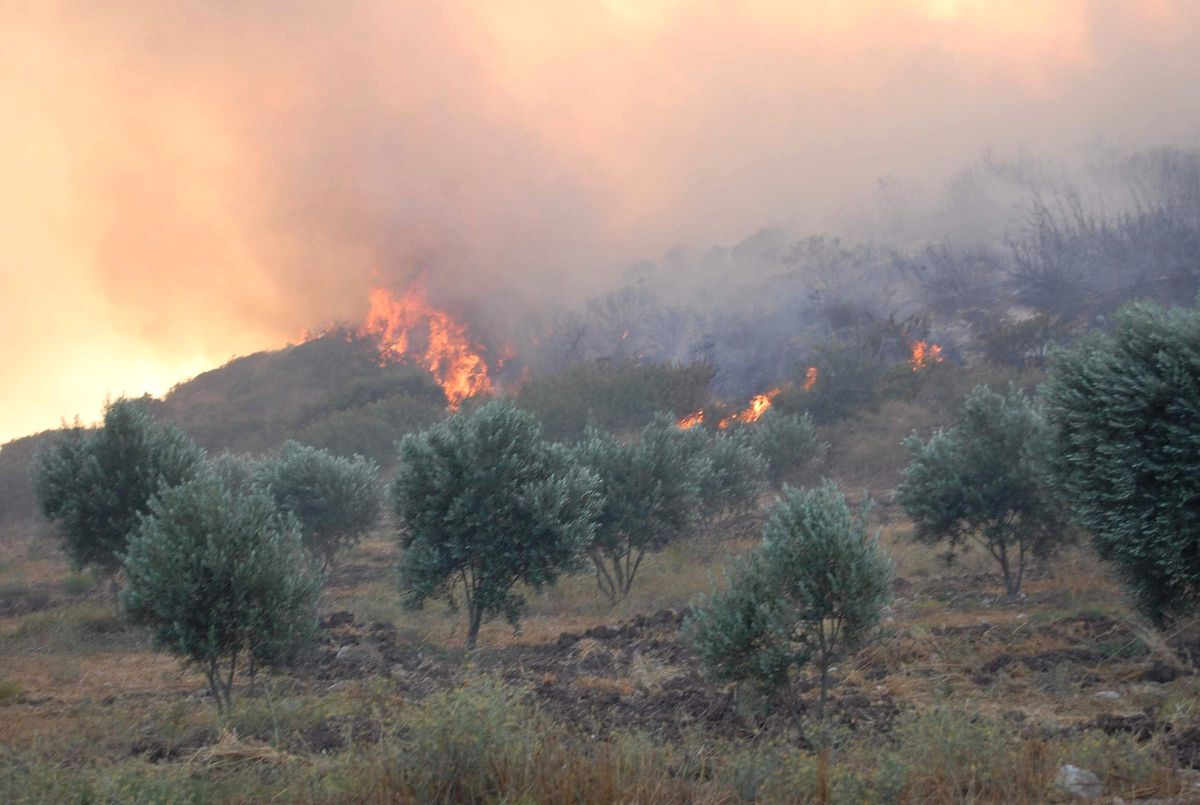 Karacasu'da Koru Ormanı Yangını