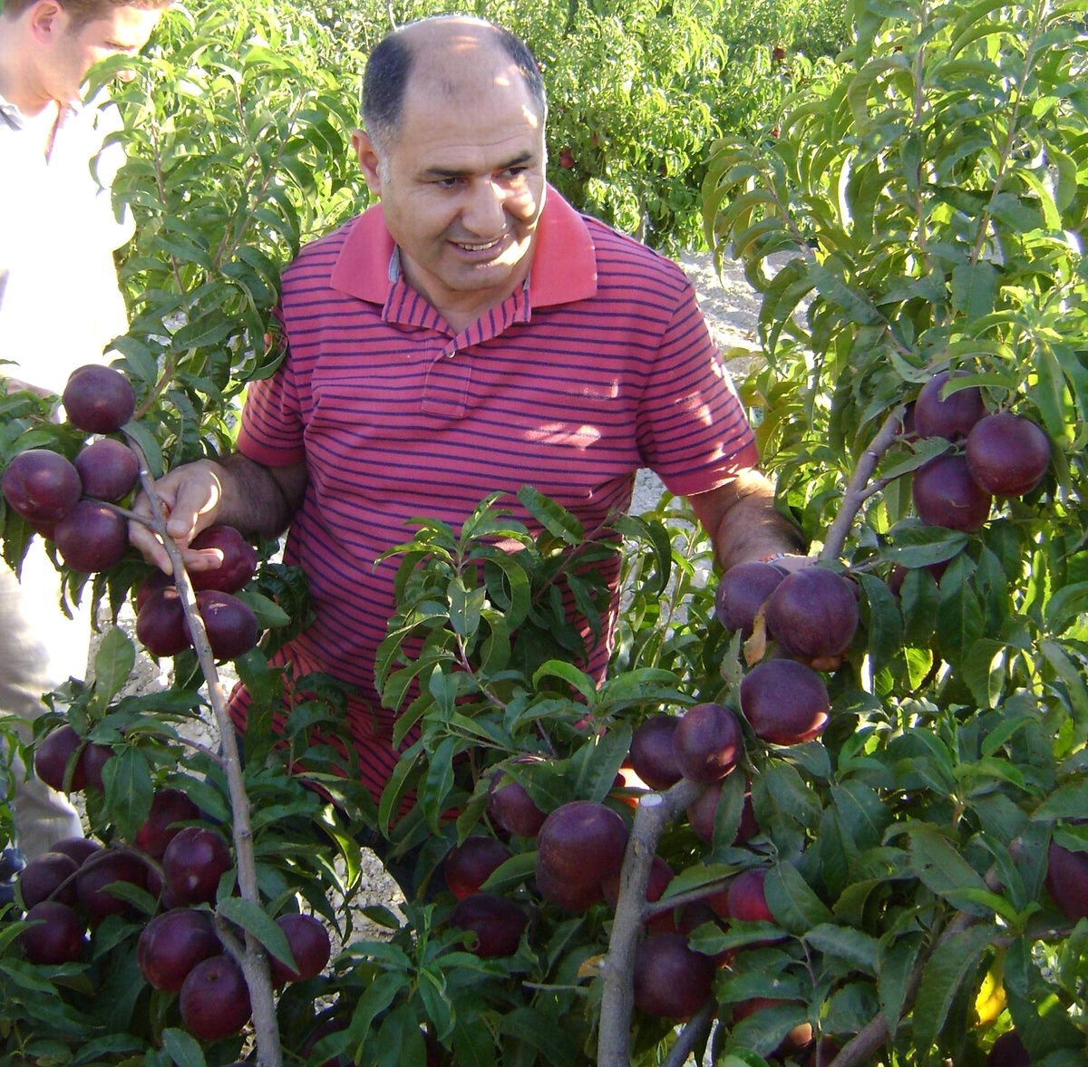 Niğde, Avrupa ve Türkiye\'nin Elma Deposu Olmak İçin Yatırımcıyı Bekliyor