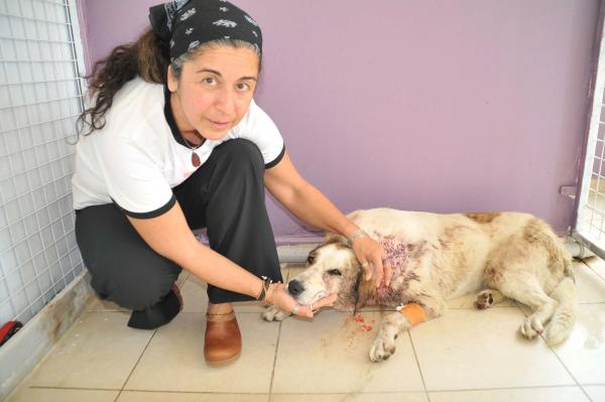Sokak Köpeği \'Benekli\'yi, Av Tüfeğiyle Vurdular