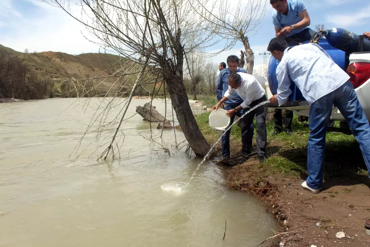 Tunceli'de Munzur Çayı'na 5 Bin Alabalık Bırakıldı