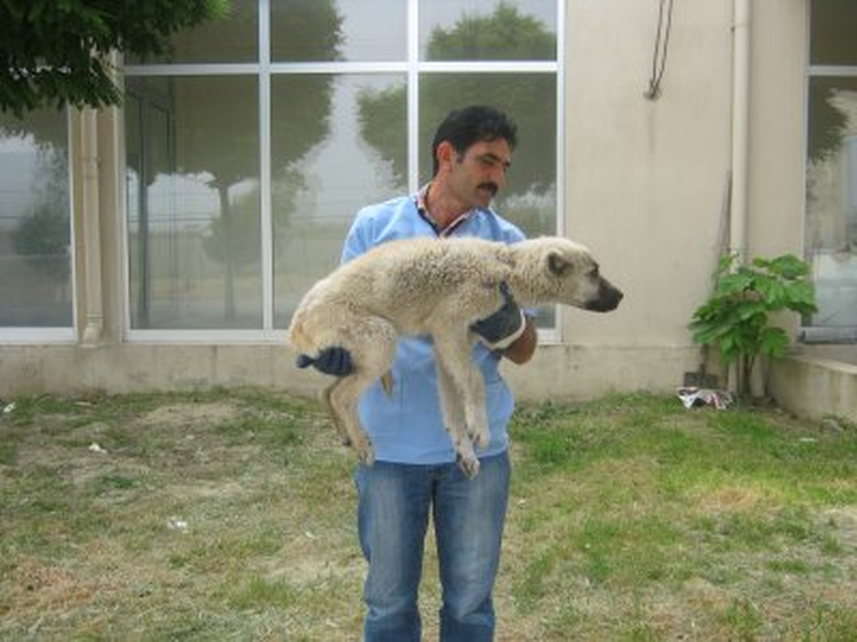 Yaralı Köpek Tedavi Altına Alındı