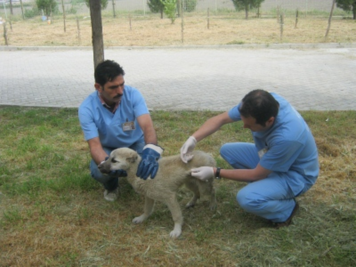 Yaralı Köpek Tedavi Altına Alındı