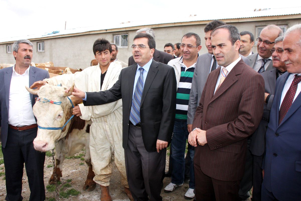 Ahlat'ta 340 Büyükbaş Hayvan Dağıtıldı