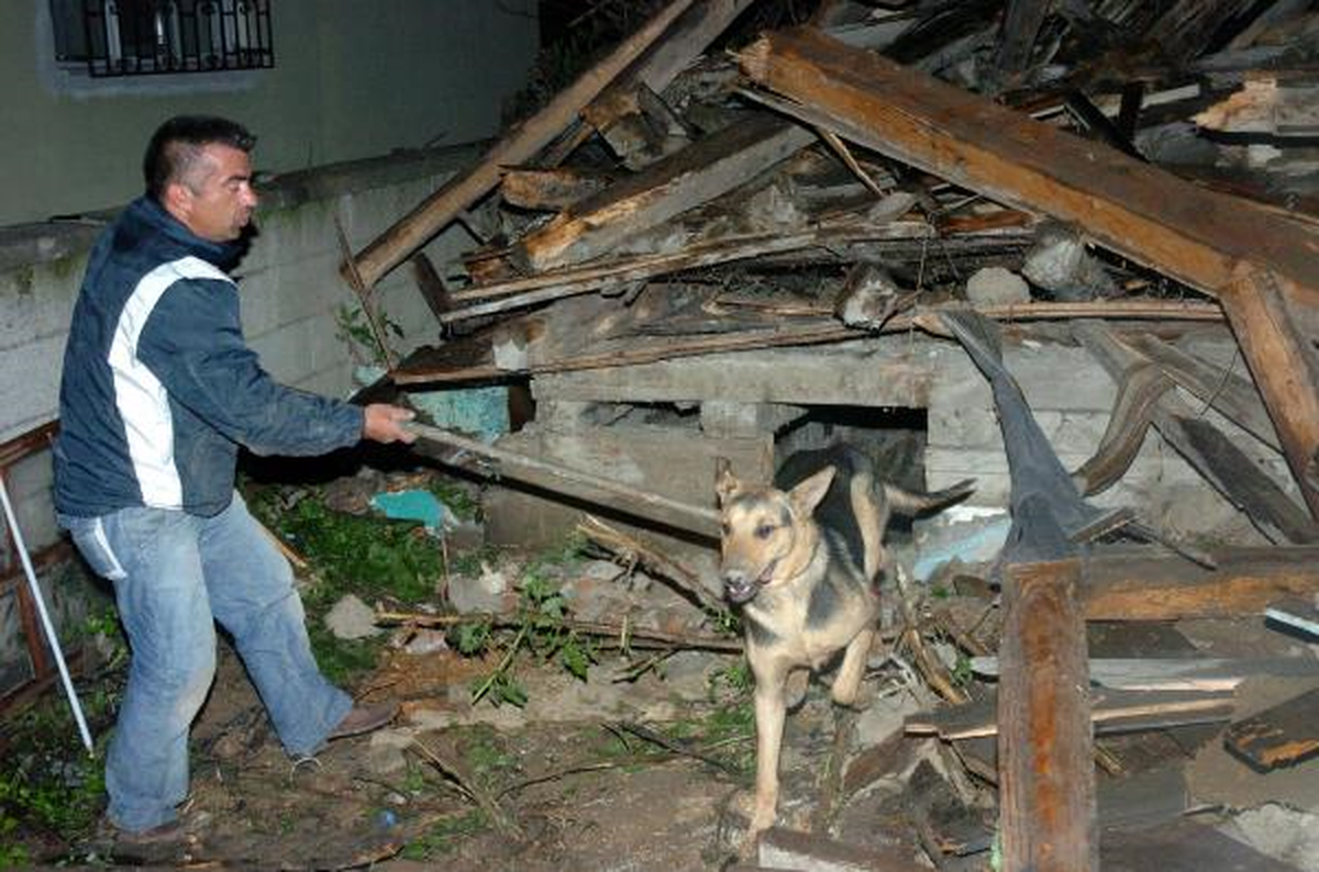 Enkazda Mahsur Kalan 4 Köpek, 3 Gün Sonra Kurtarıldı