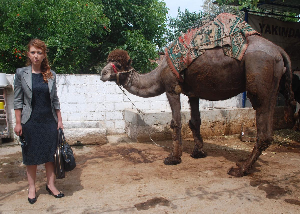 İcradan Satılık Şampiyon Deveye Alıcı Çıkmadı