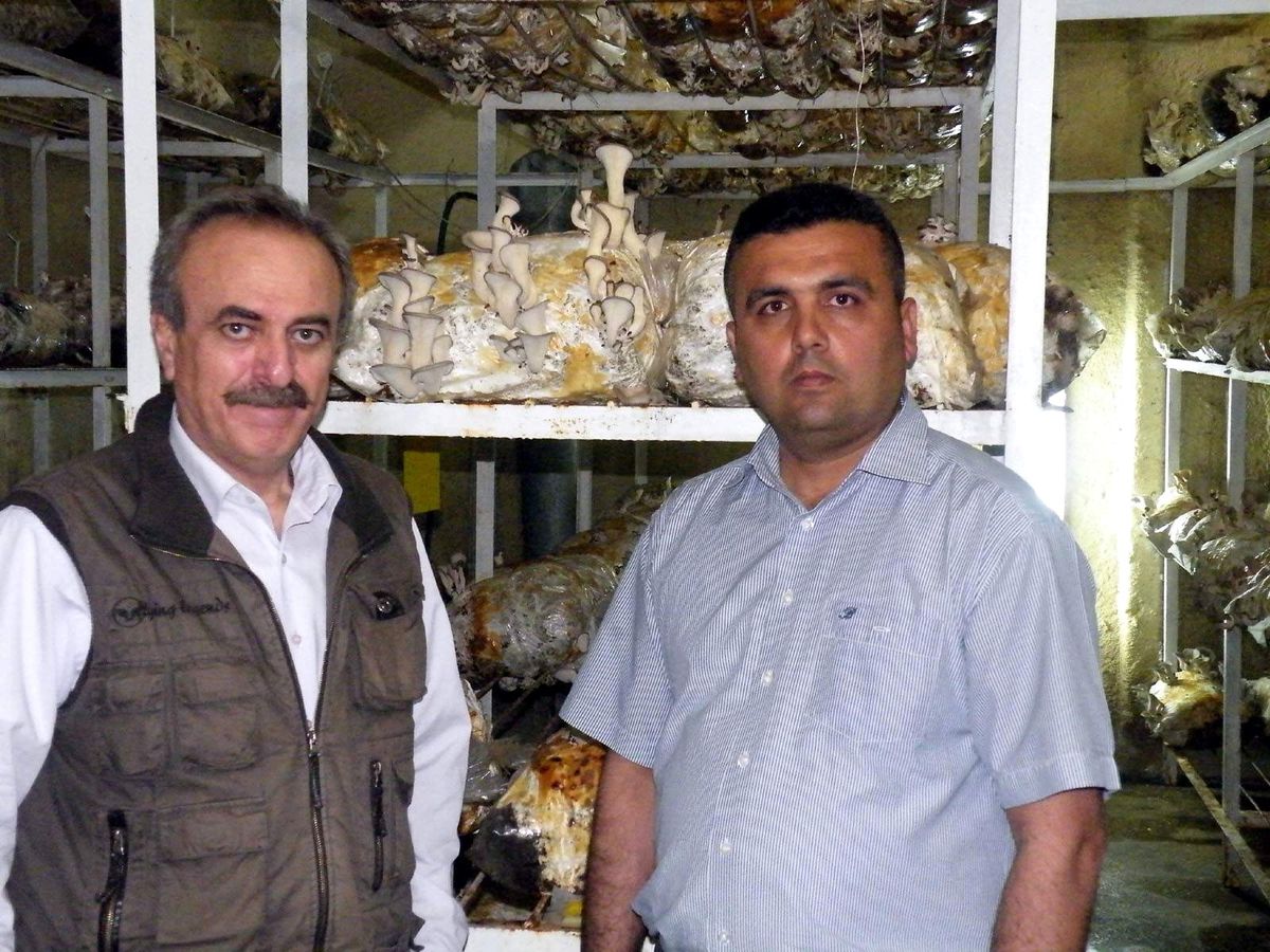 Kayın Mantarı Üretimi Yaygınlaşıyor