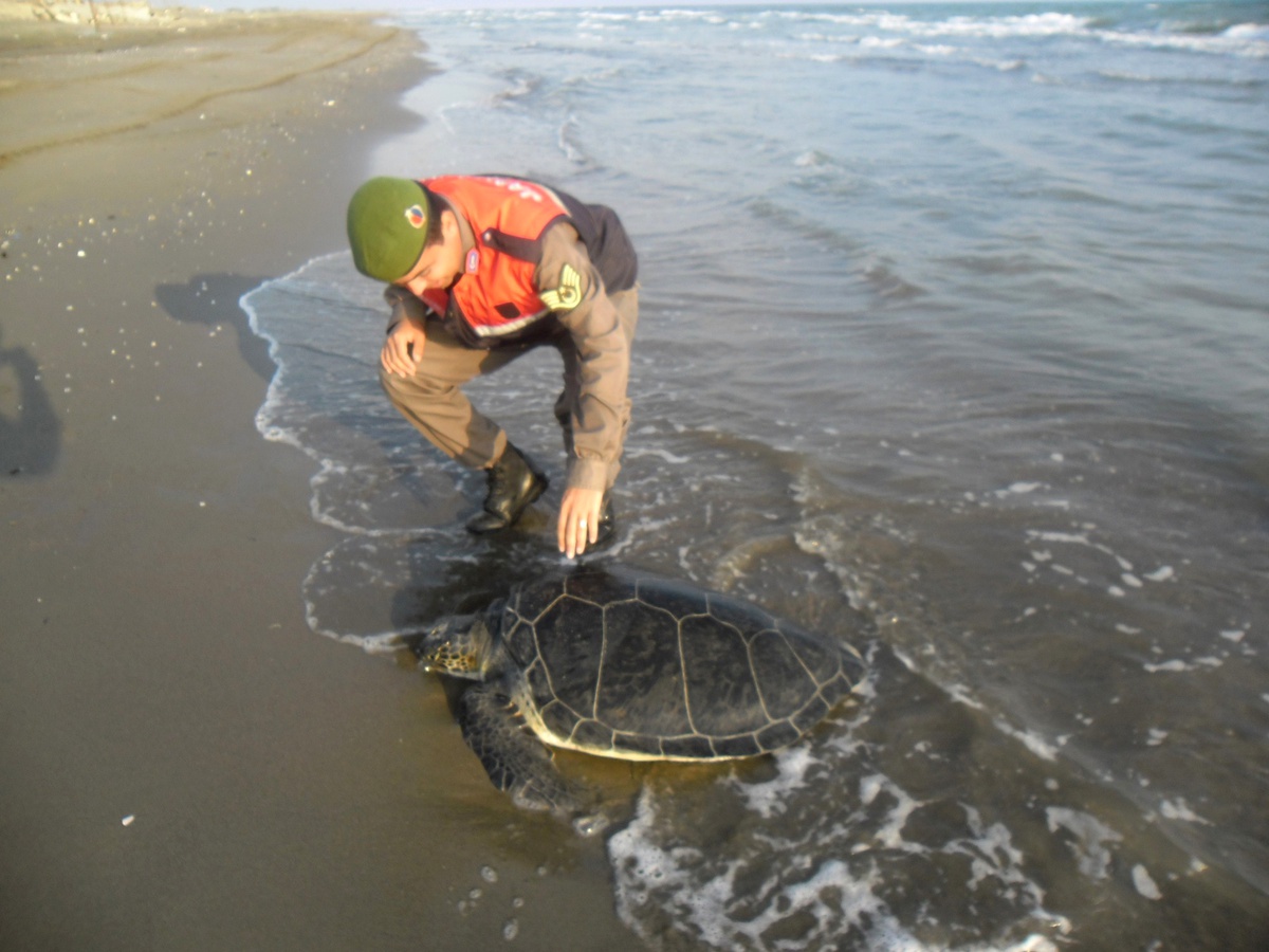 Yaralı Caretta Caretta\'ya Jandarma Sahip Çıktı
