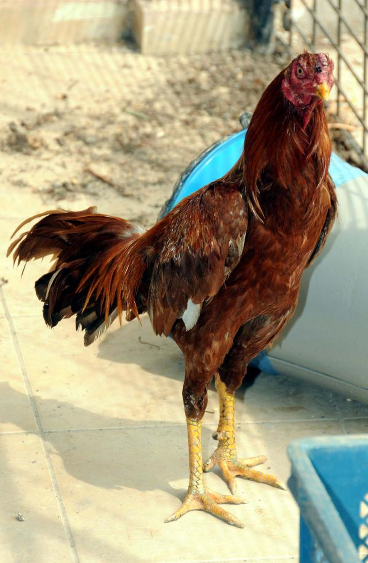 Dövüş Horozları Koruma Altına Alındı