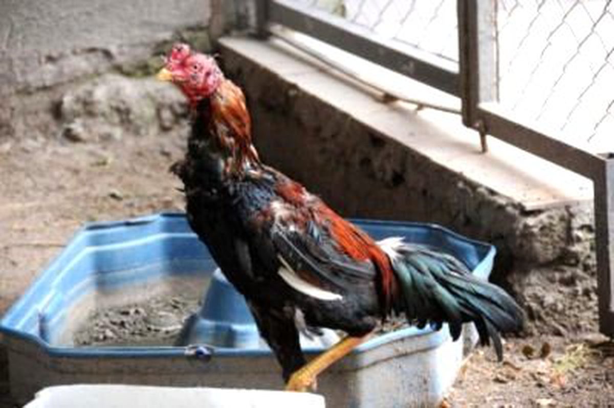 Dövüş Horozları Korumaya Alındı
