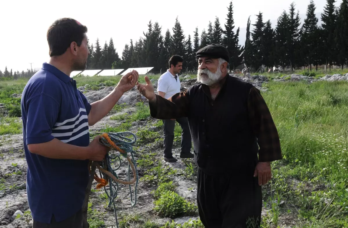 Kaçak İnek Vurularak Yakalandı