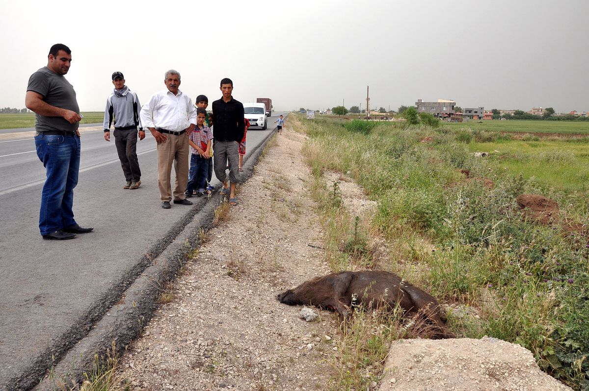 Nusaybin Köylerinde Domuz Korkusu