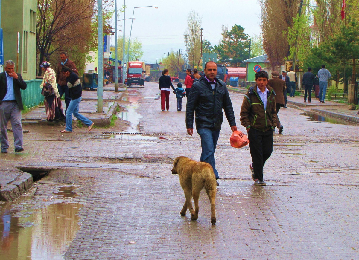 Selim'de Sokak Köpekleri Esnafın Korkulu Rüyası Oldu