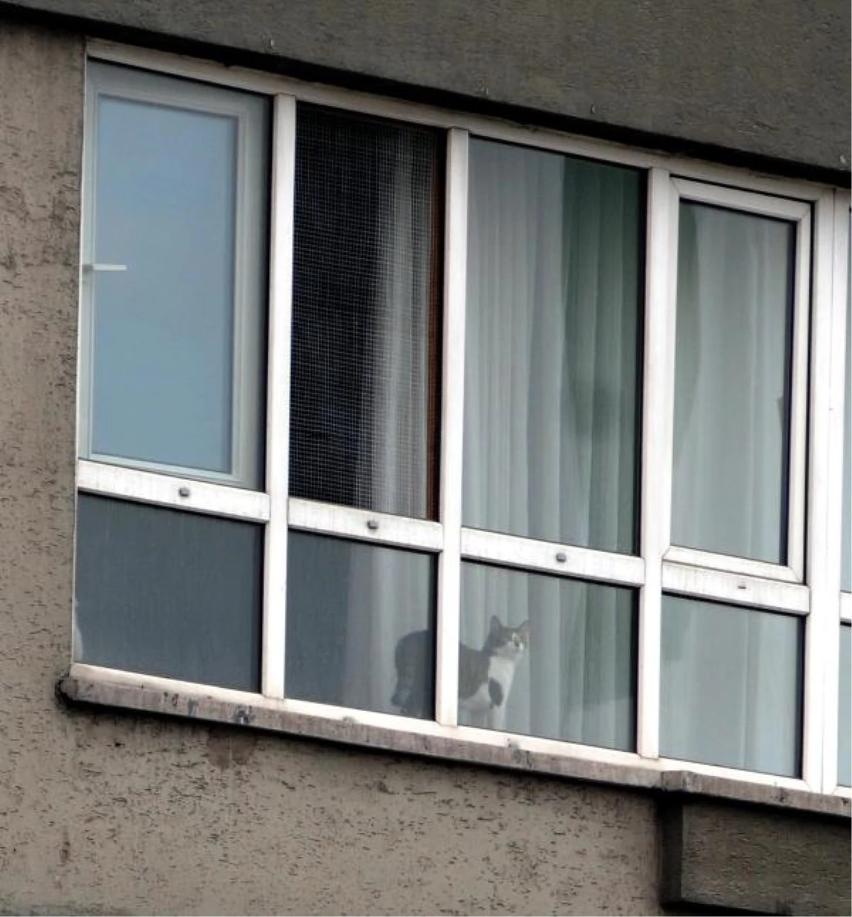 Köpekle Kedinin Pencere Sefası
