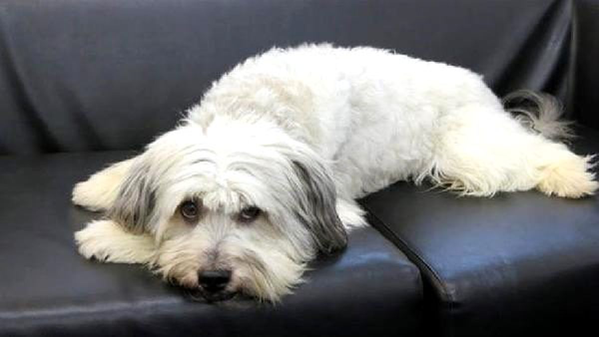 Köpek Çalıştı, Sahibi Kazandı