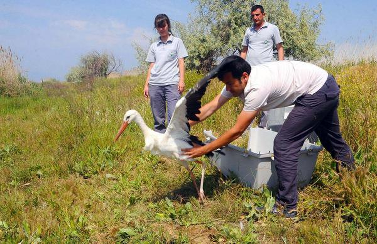 Yaralı Leylekler İyileşti