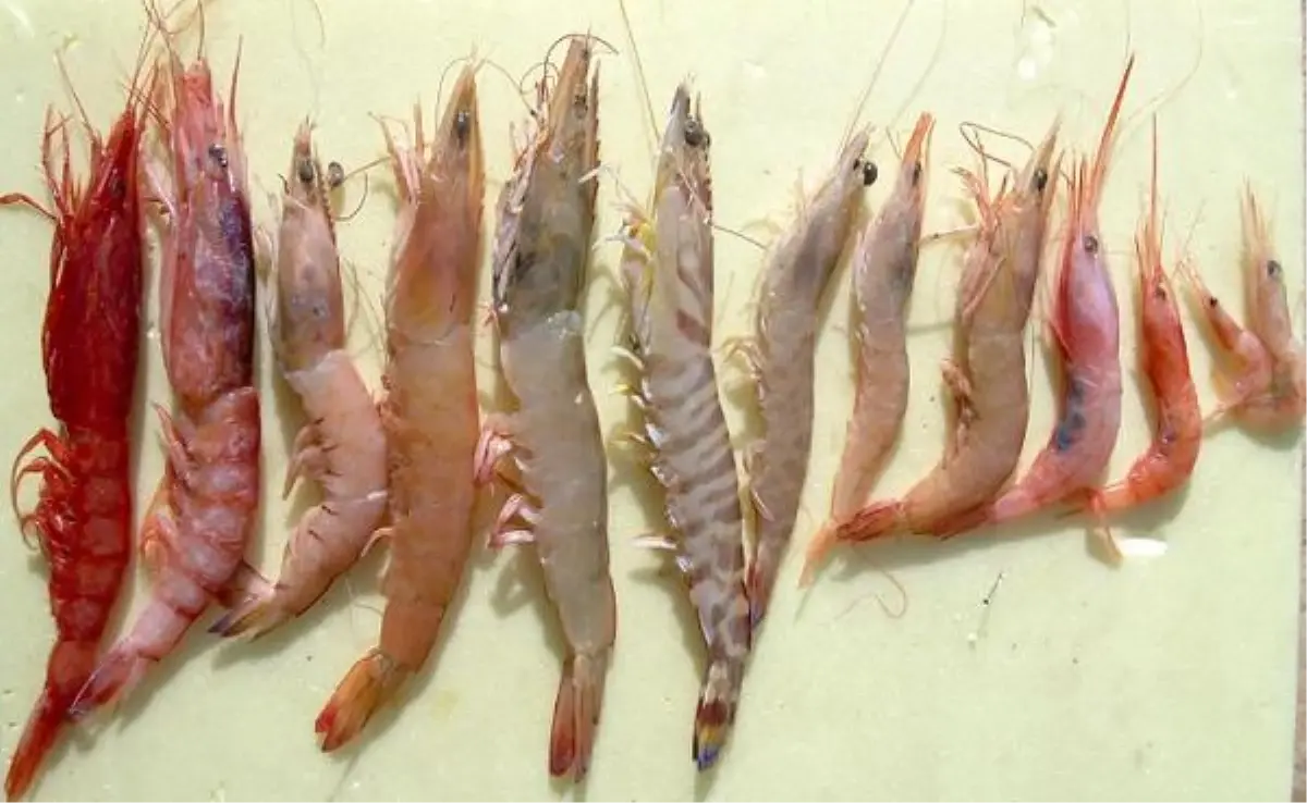 15 Tür Karides Akdeniz\'e Göç Etti
