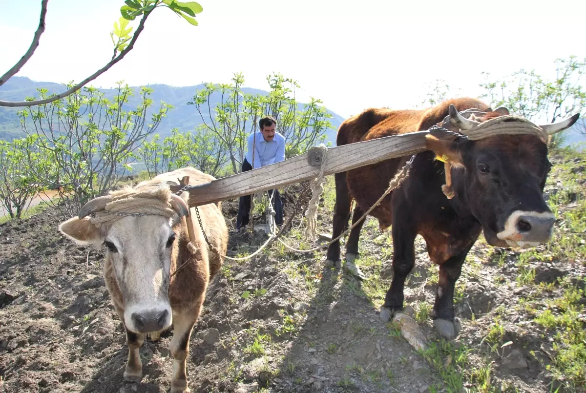Aydınlı Çiftçiler Karasabandan Vazgeçmiyor