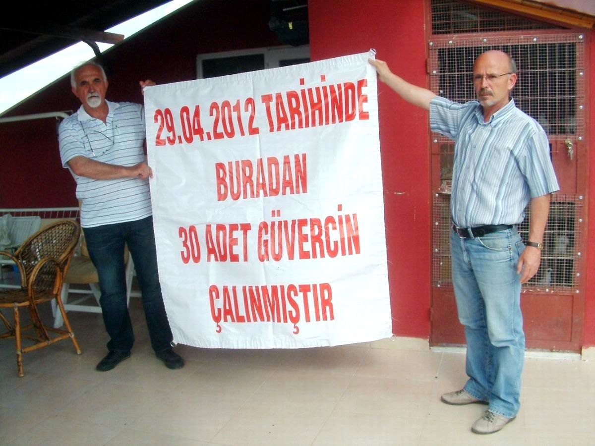 Burhaniyeli Emlakçıdan Güvercin Hırsızlığına Afişli Tepli