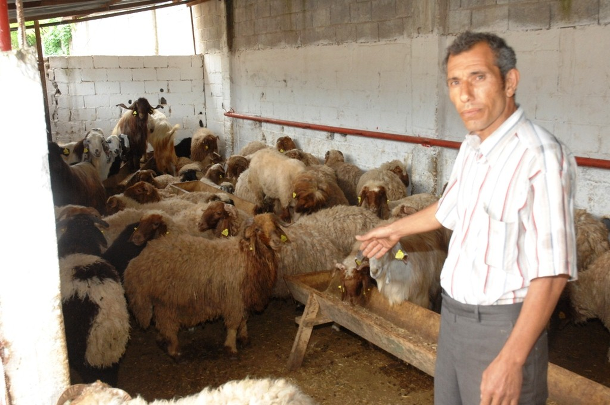Ceyhan'da 80 Adet Küpesiz Küçükbaş Hayvan Ele Geçirildi