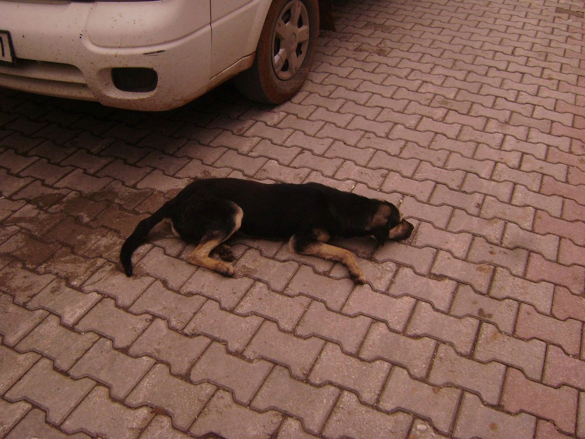 Doğanşehir'de Köpeklerin Öldürülmesine Tepki
