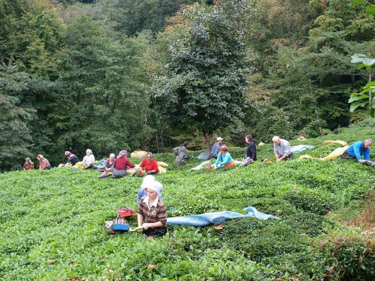 Doğu Karadeniz\'de Yaş Çay Sezonu Açıldı