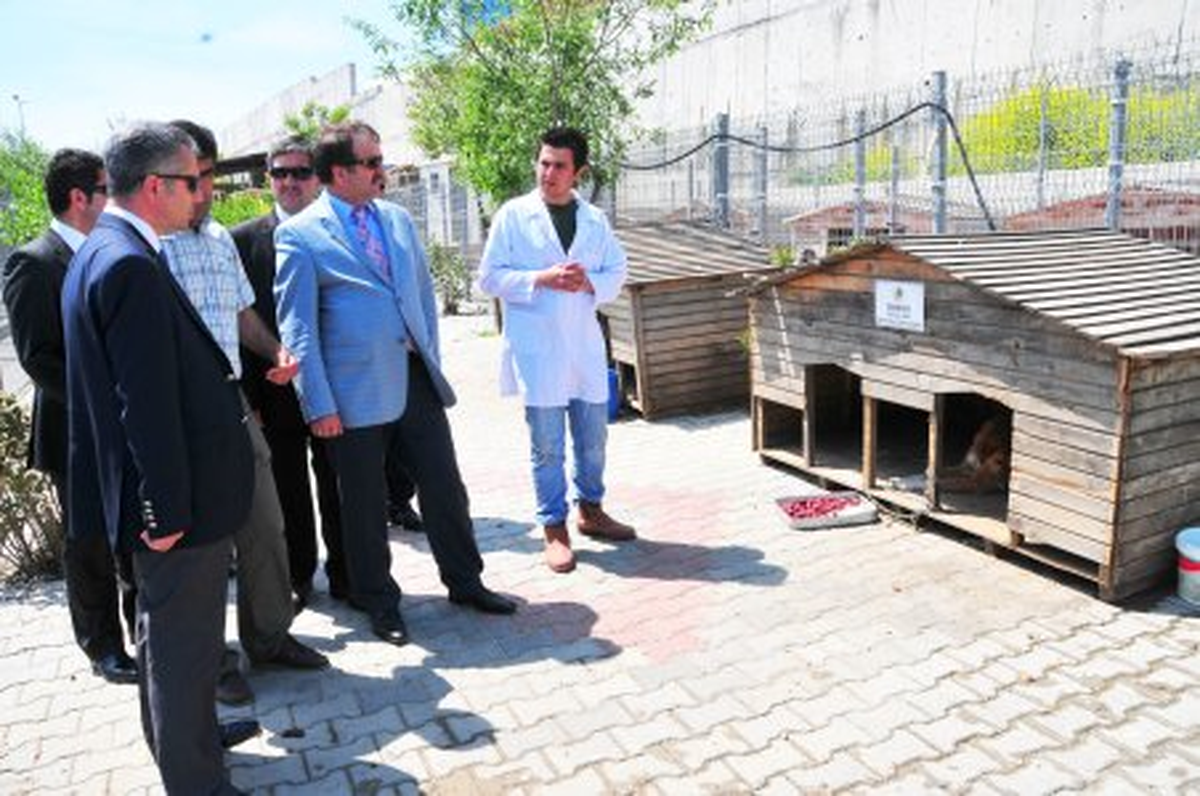 "Hayvan Barınağı\'nı Parka Çeviriyoruz"