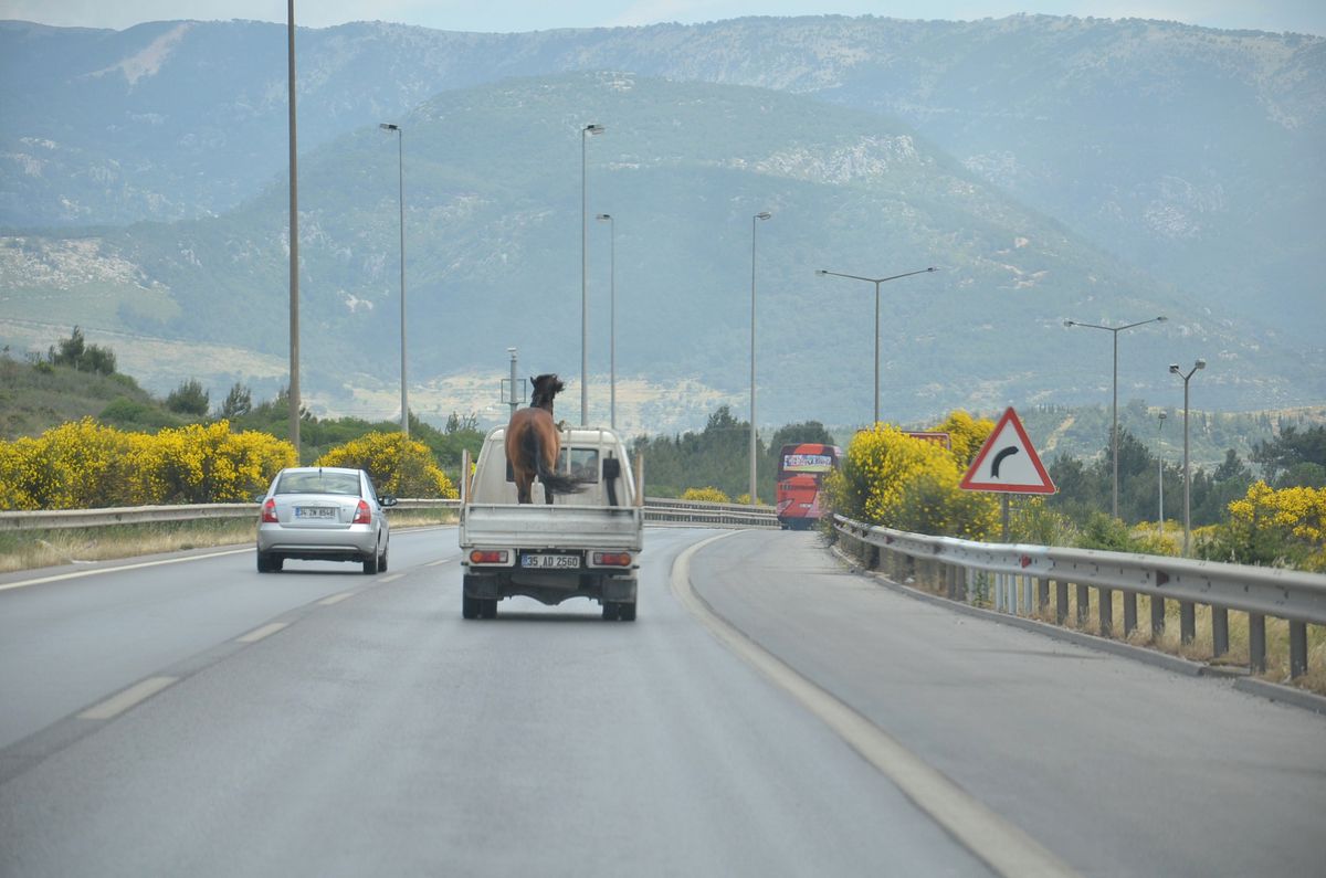 Kamyonet Üzerindeki At Şaşırttı