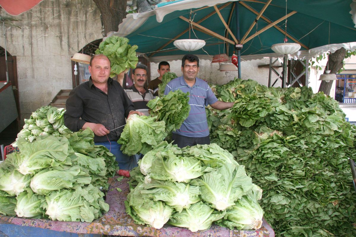 Marulun Tanesi 50 Kuruşa Düştü