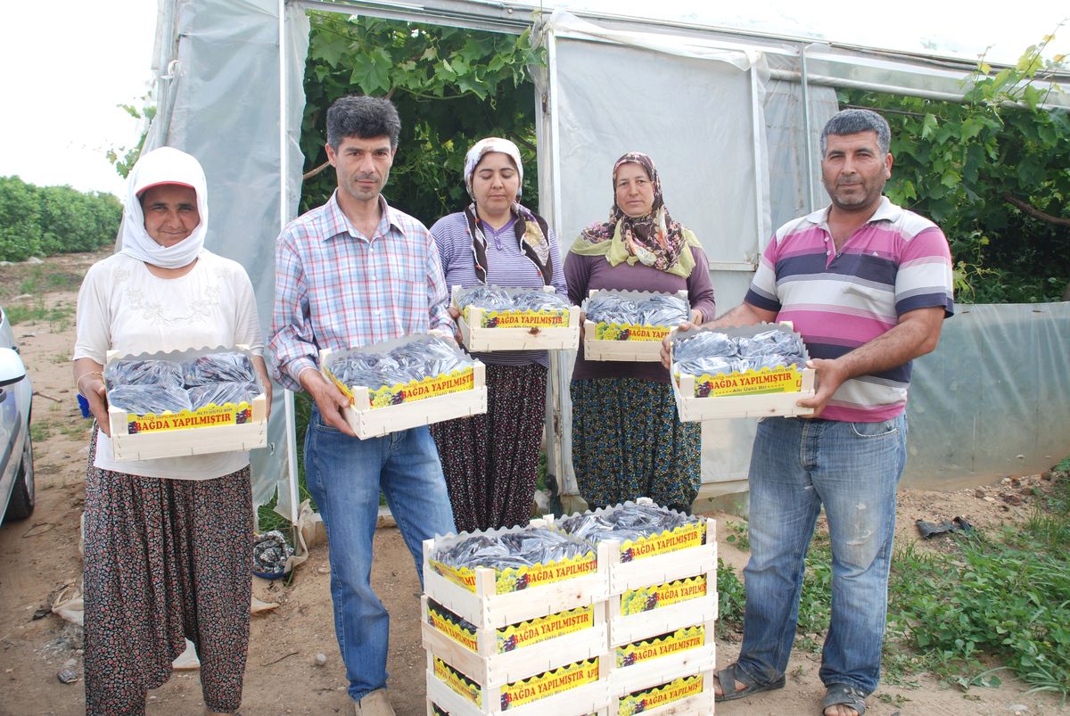Silifke\'de Üzüm Hasadı Başladı