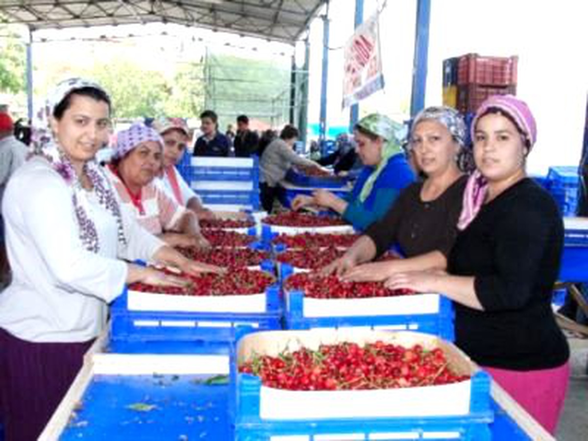 Yağmur Kirazı Çatlattı, Fiyat Düştü