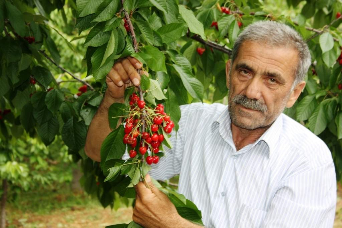 Sarıgöl'de Dolunun Kiraza Verdiği Zarar Tespit Edildi